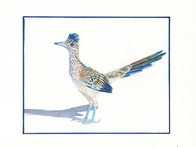 Meep Meep animal bird art colored pencil desert illustration joshua tree national park native to california native wildlife portrait wildlife