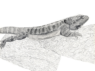 Rocko the Bearded Dragon animal bearded dragon desert drawing graphite illustration line work lizard pencil drawing pet portrait reptile traditional media wildlife