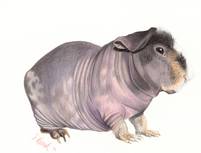 Barnabas the Skinny Pig animal colored pencil guinea pig illustration nature pet portrait portrait skinny pig wildlife