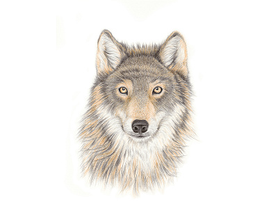 Mystery and Power animal colored pencil illustration portrait traditional media wildlife
