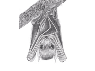 Creature of the Night animal bat bats dark art drawing graphite horror illustration pencil drawing portrait traditional media vampire wildlife