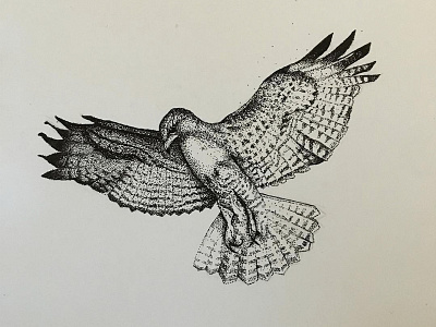 Hawk birds dots hawk illustration nature pen sketchbook