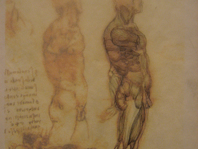 DaVinci Anatomy Study anatomy graphite illustration
