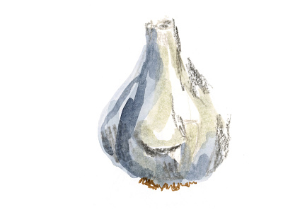 Garlic Study drawing garlic illustration painting produce study