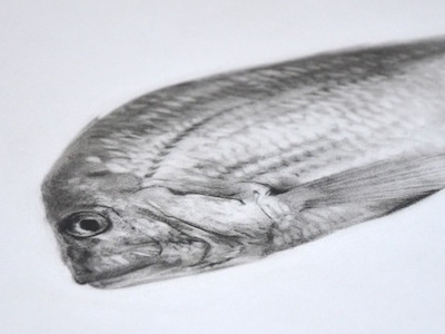 Here Fishy Fishy Fishy... animal charcoal drawing fish illustration sketch
