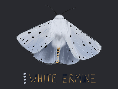 White Ermine Moth art butterfly digital painting illustration moth procreate