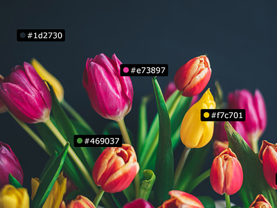 Specs - Color Annotation Example annotation color color hex colors hex photoshop plugin psd specs tulips uxp