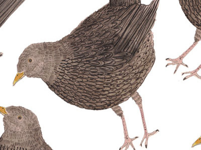 black bird pattern illustration