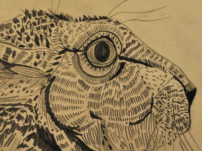 hare drawing graphite illustration