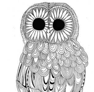 owl illustration