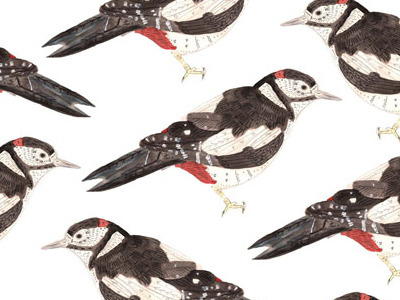 Woodpecker pattern drawing illustration