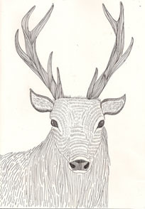 Stag drawing illustration