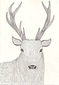 Stag