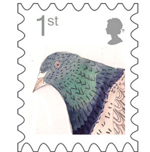 1st class pigeon drawing illustration
