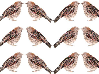 Sparrow Pattern drawing illustration