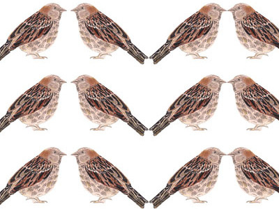 Sparrow Pattern