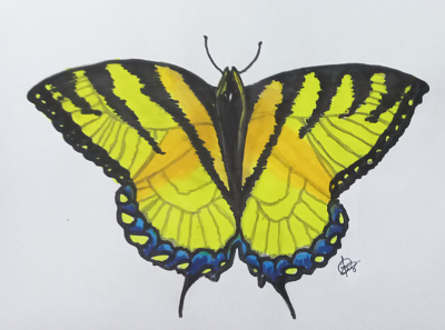 Butterfly illustration cover design illustration