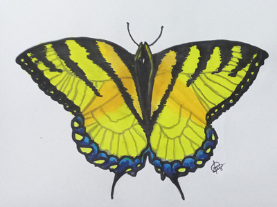 Butterfly illustration