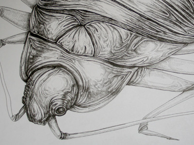 A rather large bedbug black and white illustration pen