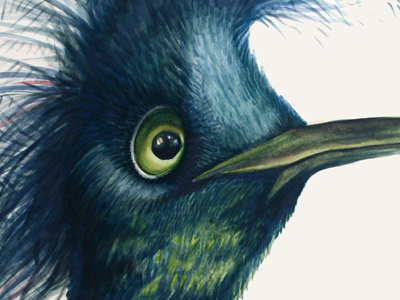 Mystery bird illustration watercolor