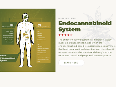 Endocannabinoid System Graphics