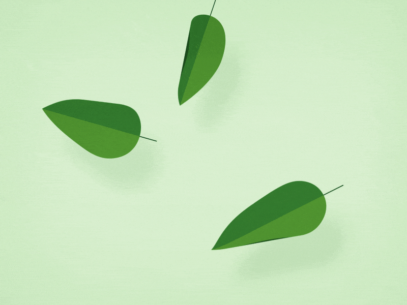 Animation Leaf 2d animation animation animation after effects brazilero leaf leafs warp