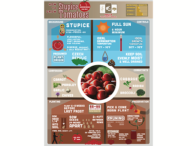 Infographic: How to grow Tomatoes adobe illustrator gardening graphic design infographic vector art
