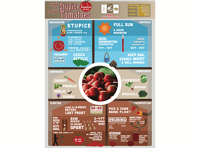 Infographic: How to grow Tomatoes