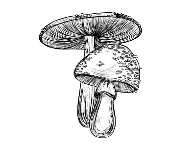 Mushrooms pt1 art artwork design digital art digital illustration drawing graphic design illustration ink mushroom mushroom art mushroom illustration mushrooms procreate tattoo tattoo design