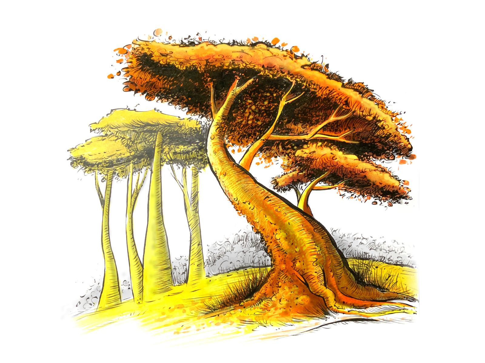 D Plant Acacia Tree Cad Block - Clip Art Library