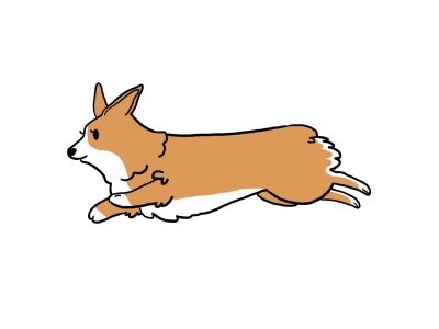 Corgi animal corgi cute dog loop run cycle