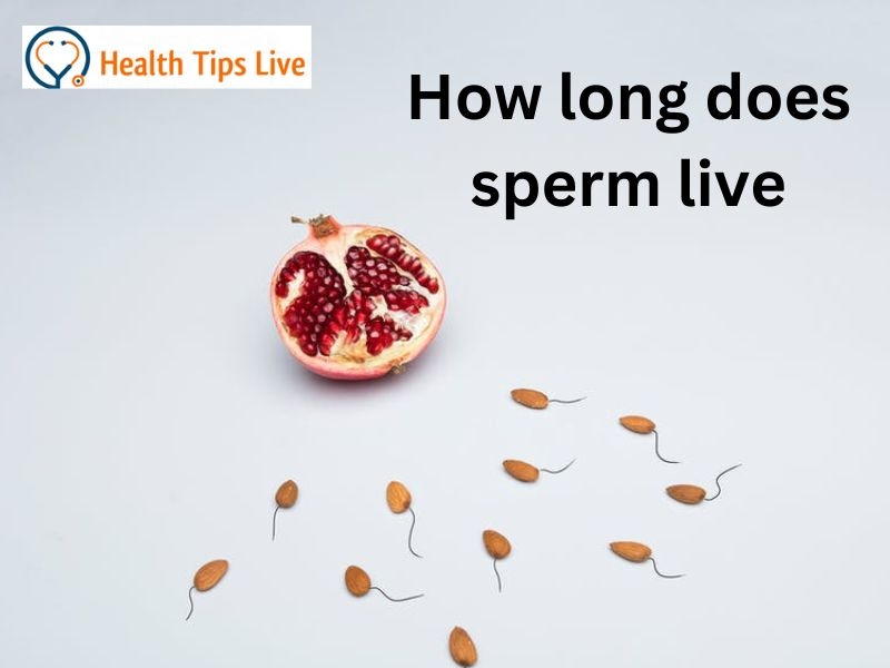 How Long Does Sperm Live 21 12 