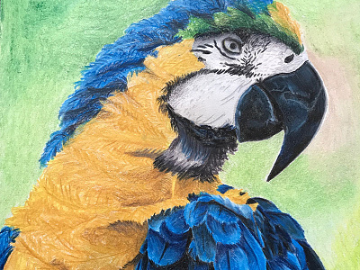 Parrot bird colored pencil hand drawn parrot