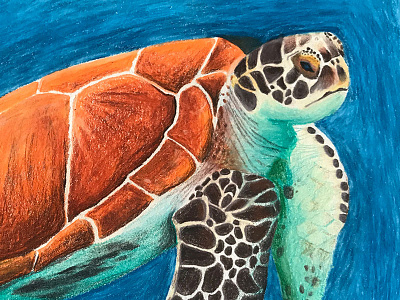 Turtle colored pencil hand drawn turtle