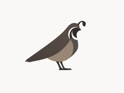 Quail bird illustration quail vector