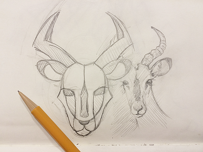 My spirit animal is apparently an Impala horns impala judgement pencil sketch