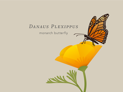 Monarch Butterfly bug butterfly flower illustration insect monarch poppy