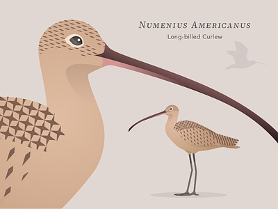 Long-billed Curlew bird illustration pattern vector