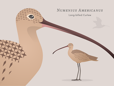 Long-billed Curlew