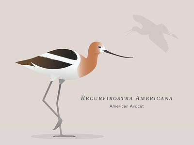 American Avocet bay bird illustration vector