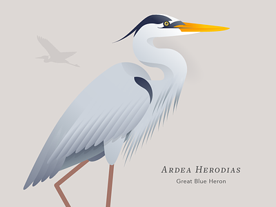 Great Blue Heron bay bird feathers illustration vector