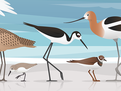 Birds Of The Bay bay bird feathers illustration vector