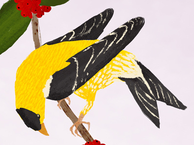 Gold Finch digital illustration illustration texture