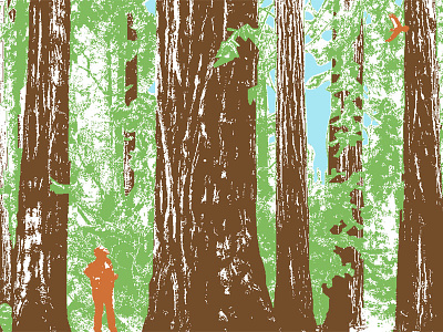 Redwoods california color illustration nature redwoods trees