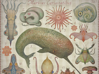 Marine Curiosities Tab. I animals cephalopods creatures insects marine creatures