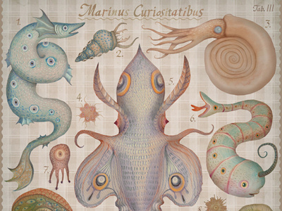 Marine Curiosities Tab. III animals cephalopods creatures insects marine creatures