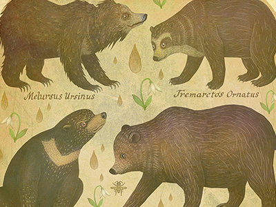 Bears brown bear giant panda in honor of spring panda sloth bear ursidae