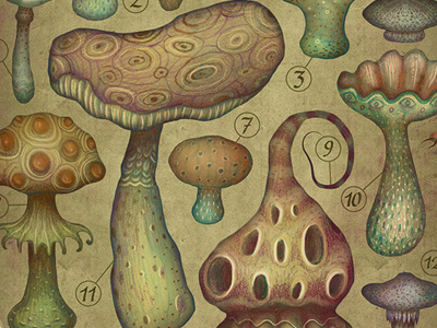 Fungi I fungi fungus mushroom illustration mushrooms