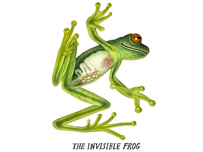The Invisible Frog crazy monster frogs earth touch frogs