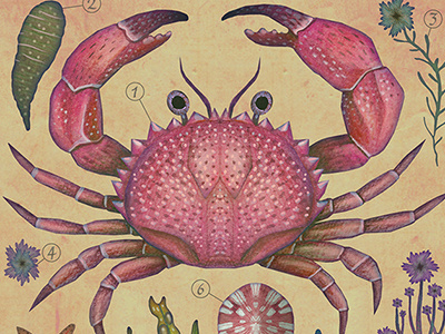 Aequoreus vita I / Marine life I aequoreus vita crab illustration marine life natural history